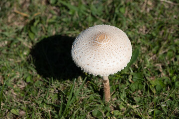 A mushroom is floating in the air above a green field