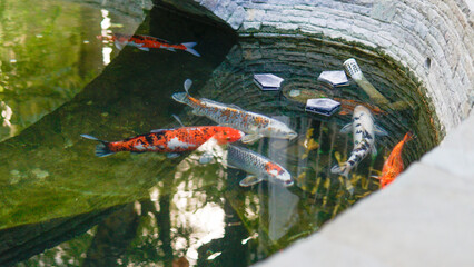 asian carp gold fish koi water colorful animal japan nature background beautiful red