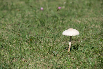 A mushroom is sitting in the grass