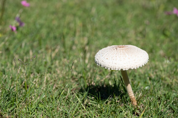 A mushroom is floating in the air above a green field