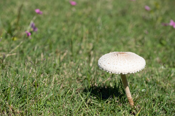 A mushroom is floating in the air above a green field