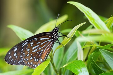butterfly on leaf