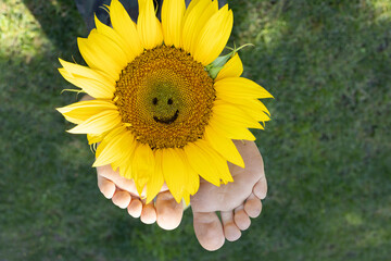 large yellow sunflower flower between the toes of a child's bare feet lying on the grass. joy, cheerful positive atmosphere, happy childhood. Hello summer, smile day