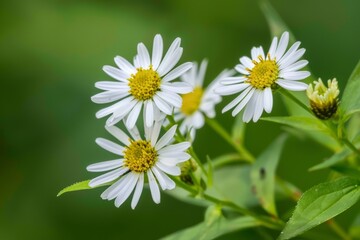 Obraz premium The roadside grass is white.