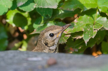 Song thrush aka Turdus philomelos baby bird.
