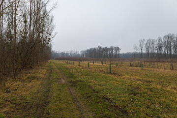Floodplain forest. Trees growing in water. Wild nature. Pond and trees