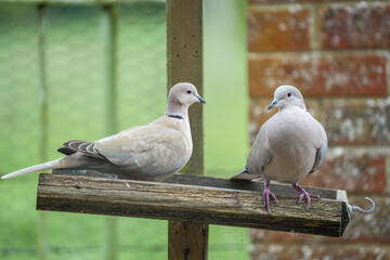 close-up of a pair of collared doves (Streptopelia Decaocto) checking out a wooden bird feeding tray 
