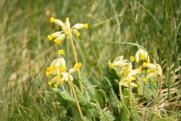 Fototapeta premium close-up of bright yellow toadflax (Linaria vulgaris, common toadflax or butter-and-eggs) flowers in bloom