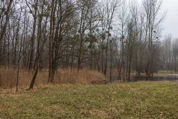 Floodplain forest. Trees growing in water. Wild nature. Pond and trees