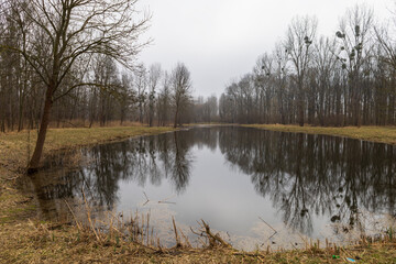 Floodplain forest. Trees growing in water. Wild nature. Pond and trees