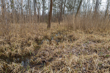 Floodplain forest. Trees growing in water. Wild nature. Pond and trees