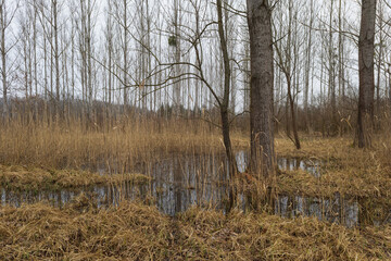 Floodplain forest. Trees growing in water. Wild nature. Pond and trees
