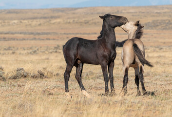 Obraz premium Pair of Wild Horses Sparring in Autumn in Wyoming