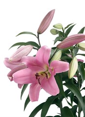 pretty pink lily isolated close up