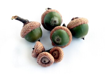growing acorns of red oak tree close up