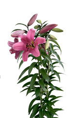 beautiful pink and red lilies in the garden close up