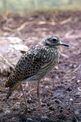 Spotted Thick-knee (Burhinus capensis) - Commonly Found in Sub-Saharan Africa