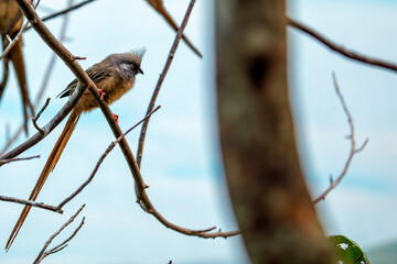 Speckled Mousebird (Colius striatus) - Commonly Found in Sub-Saharan Africa