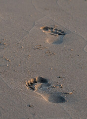 footprints in sand