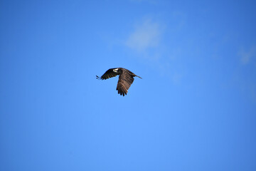 Fish Hawk with Wings Spread Flapping in Flight