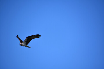 Fish Hawk in Flight with Wings Extended Out