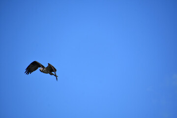 Fototapeta premium Lovely Fish Hawk Flying in Maine in Blue Skies
