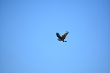 Feathers on the Wings of an Osprey