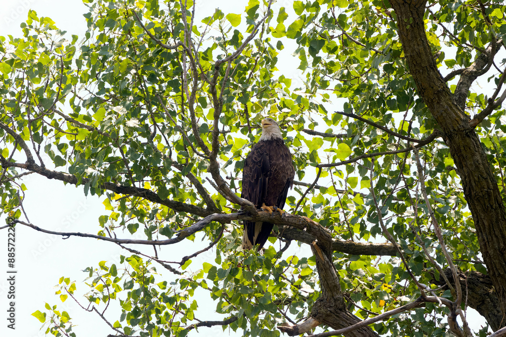 Canvas Prints The Bald eagle (Haliaeetus leucocephalus) sitting
on the shores ofthe river