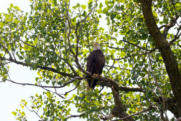 The Bald eagle (Haliaeetus leucocephalus) sitting
on the shores ofthe river