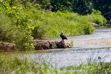 The Bald eagle (Haliaeetus leucocephalus) sitting
on the shores ofthe river