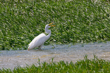 The great egret (Ardea alba) on the hunt. This bird also known as the common egret, large egret, or  great white egret or great white heron.