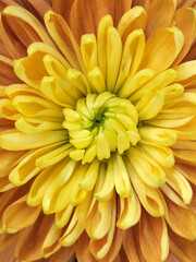 Zembla Yellow. Flowers Zembla Yellow. Indoor plant