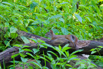 American red squirrel ((Tamiasciurus hudsonicus) known as the pine squirrel, North American red squirrel and chickaree.