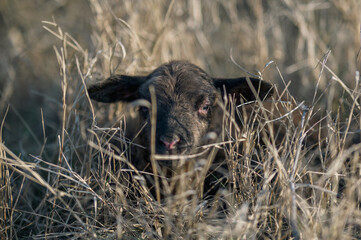 Newborn black lamb in a tall grass