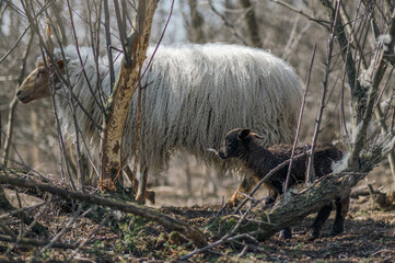 Racka mother sheep with her lamb