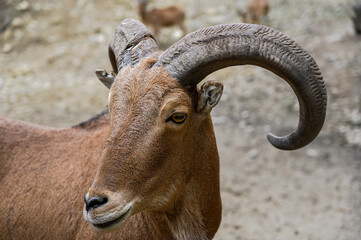 Portrait of barbary sheep