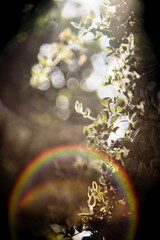 Nature soleil printemps contre jour