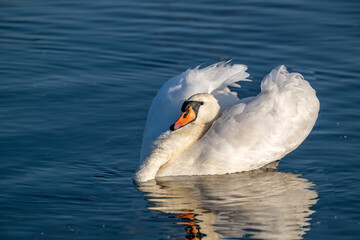 Agressive Körpersprache eines Schwan im Revierkampf auf einem See