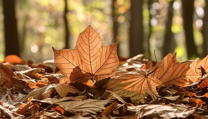 Textured autumn leaves decay on forest floor