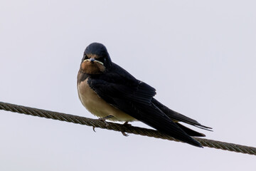 Barn Swallow (Hirundo rustica) Resting on a Metal Wire in Father Collins Park, Dublin, Ireland