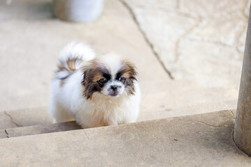 A small white and brown dog is standing on a concrete step