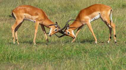 Impala Ram Sparring Partners