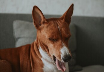 red Basenji dog sits with his mouth open and yawns on the sofa at home