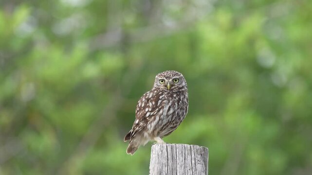 little owl perched on the trunk