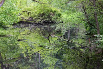 Basins and smaller ponds hidden  of the forest