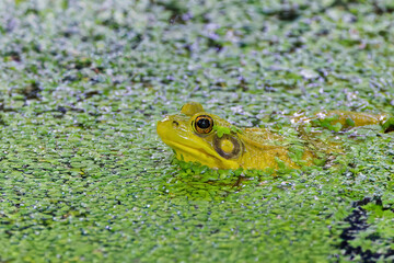 Green frog -Lithobates clamitans (Rana Clamitans) is native to eastern North America.