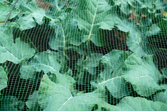 cabbage leaves in the veggie garden under netting mesh - protection from pest without using pesticides. close up