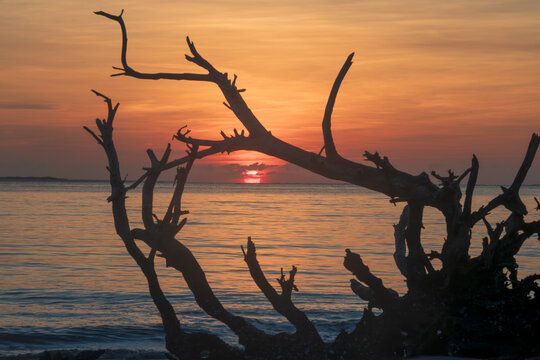 tree on the beach at sunrise