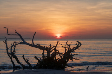 tree on the beach at sunrise