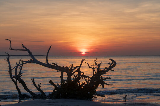 tree on the beach at sunrise